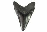 Fossil Megalodon Tooth - South Carolina #95323-1